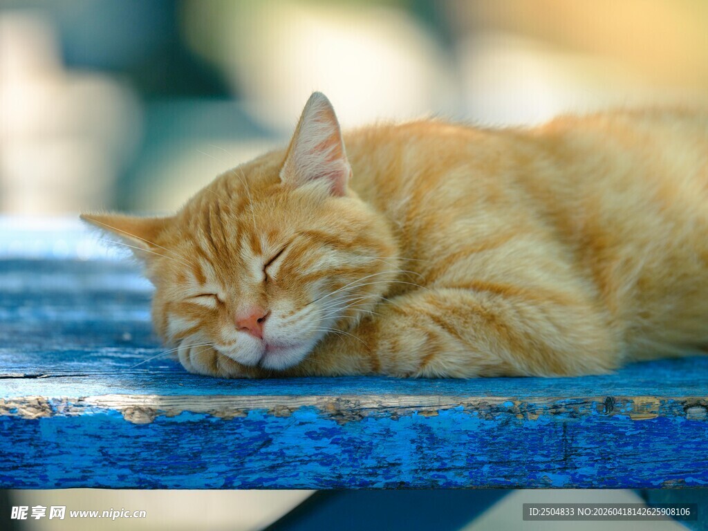 橘猫惬意躺卧蓝色长椅
