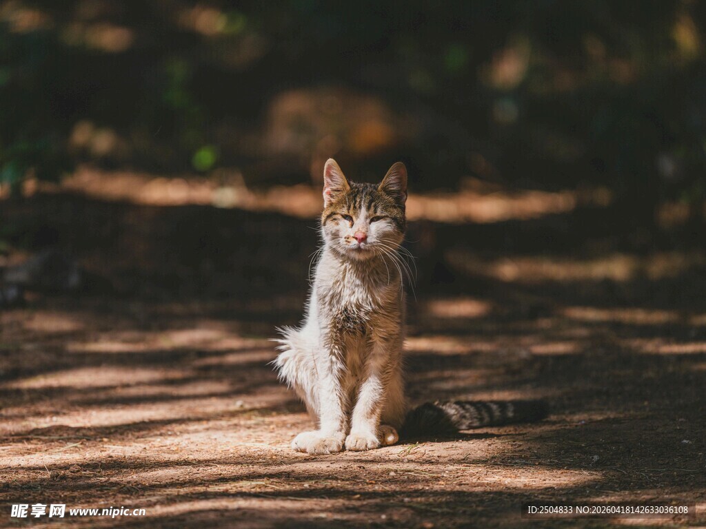 阳光下的可爱猫咪