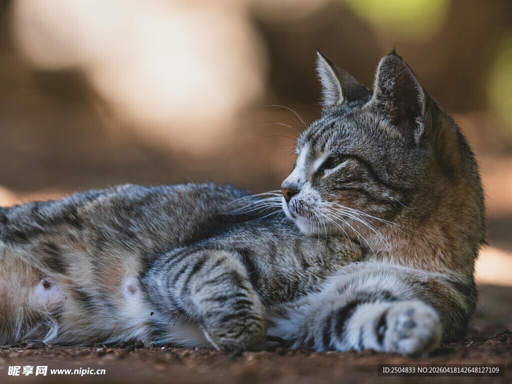 卧躺的条纹猫