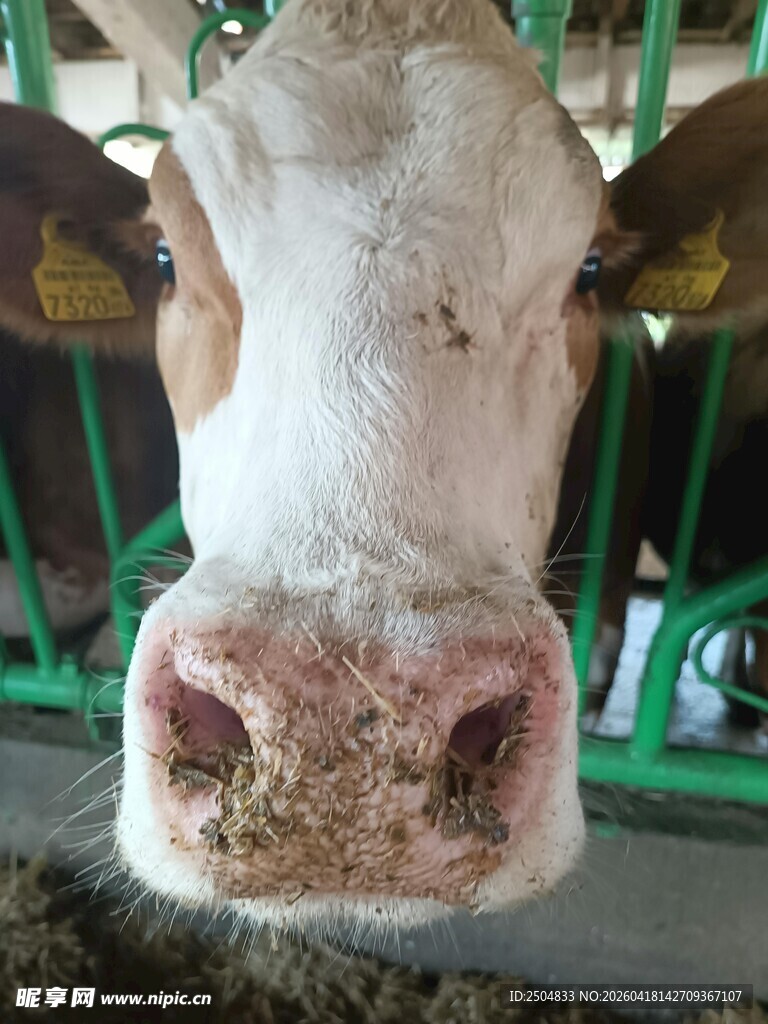 奶牛特写
