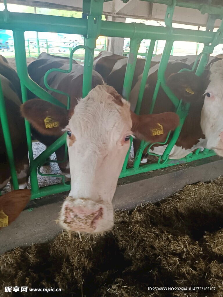 牛舍中的牛正在进食