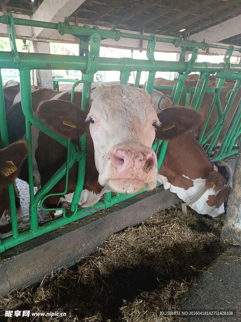 牛舍中的奶牛