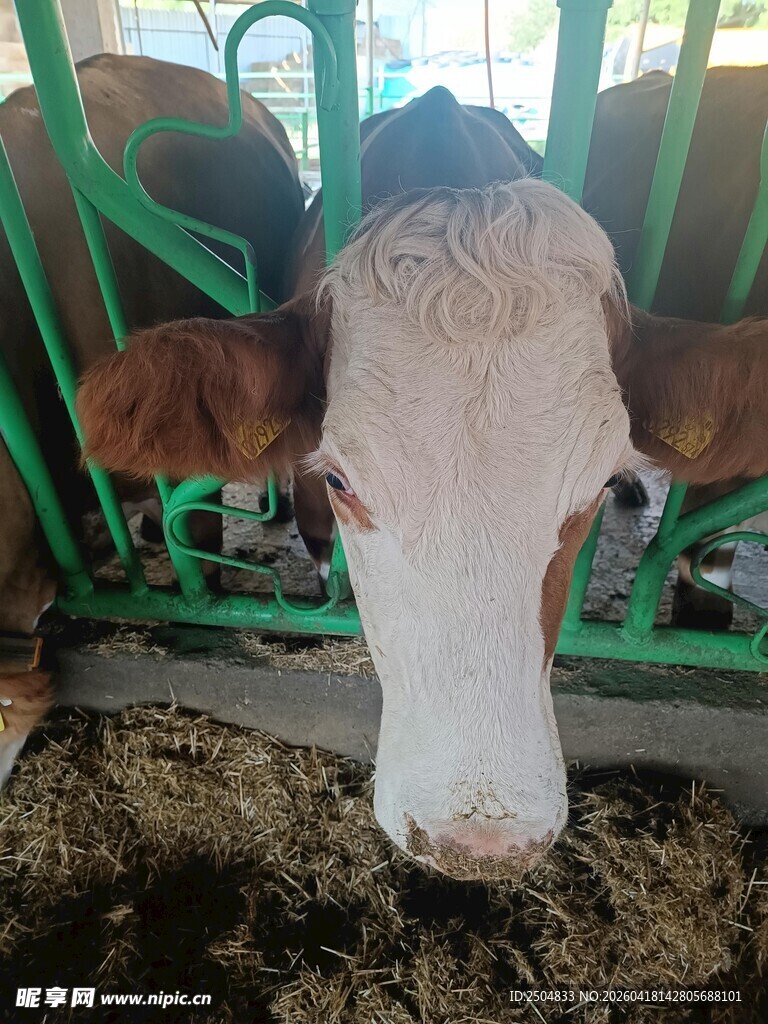 奶牛进食特写