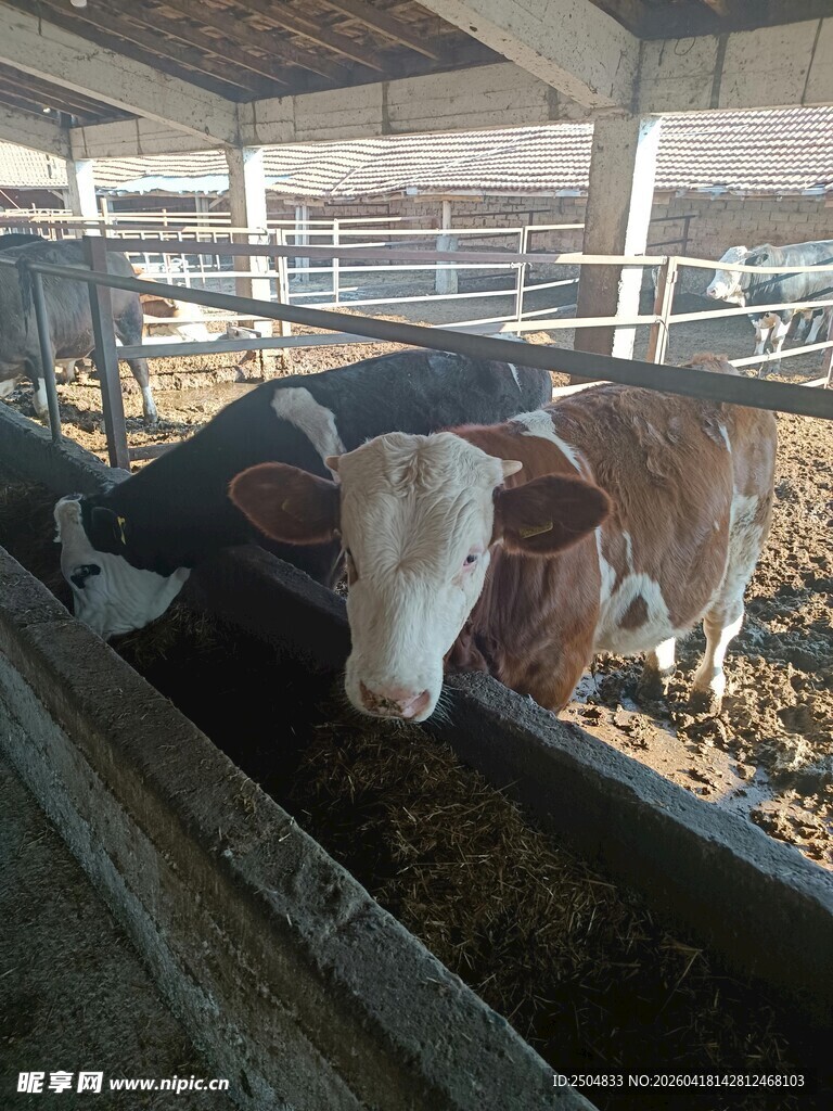 牛舍中的奶牛