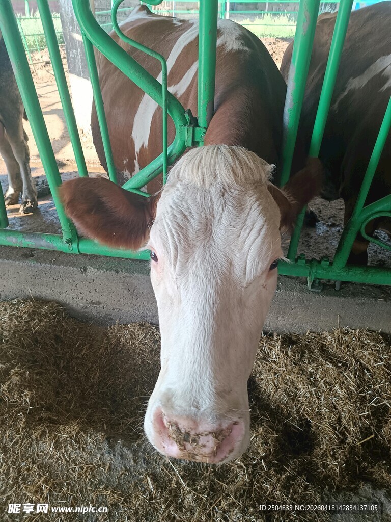 牛舍中的奶牛