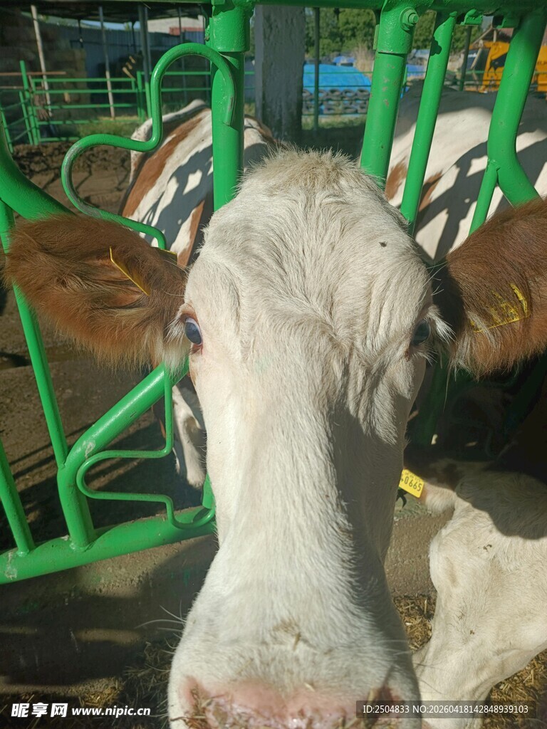奶牛近景特写
