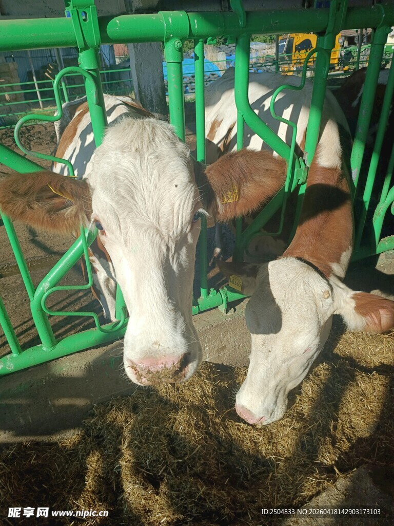 牛在绿色围栏旁进食