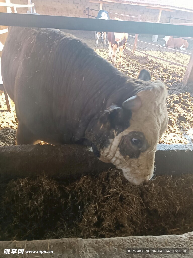 牛栏中的牛