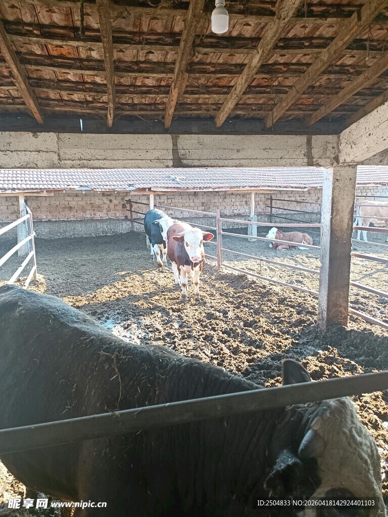 牛舍内的牛群场景