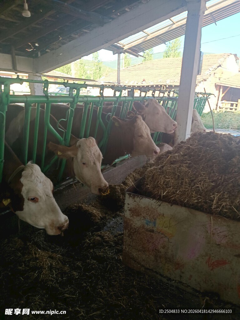 羊圈内的几只羊