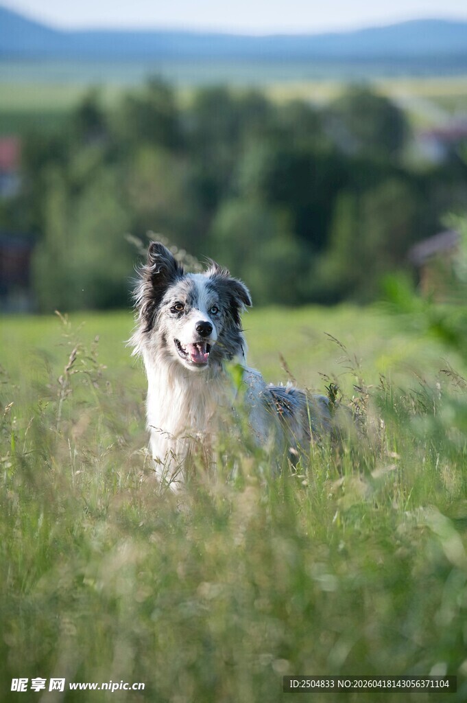 草地上的帅气边境牧羊犬