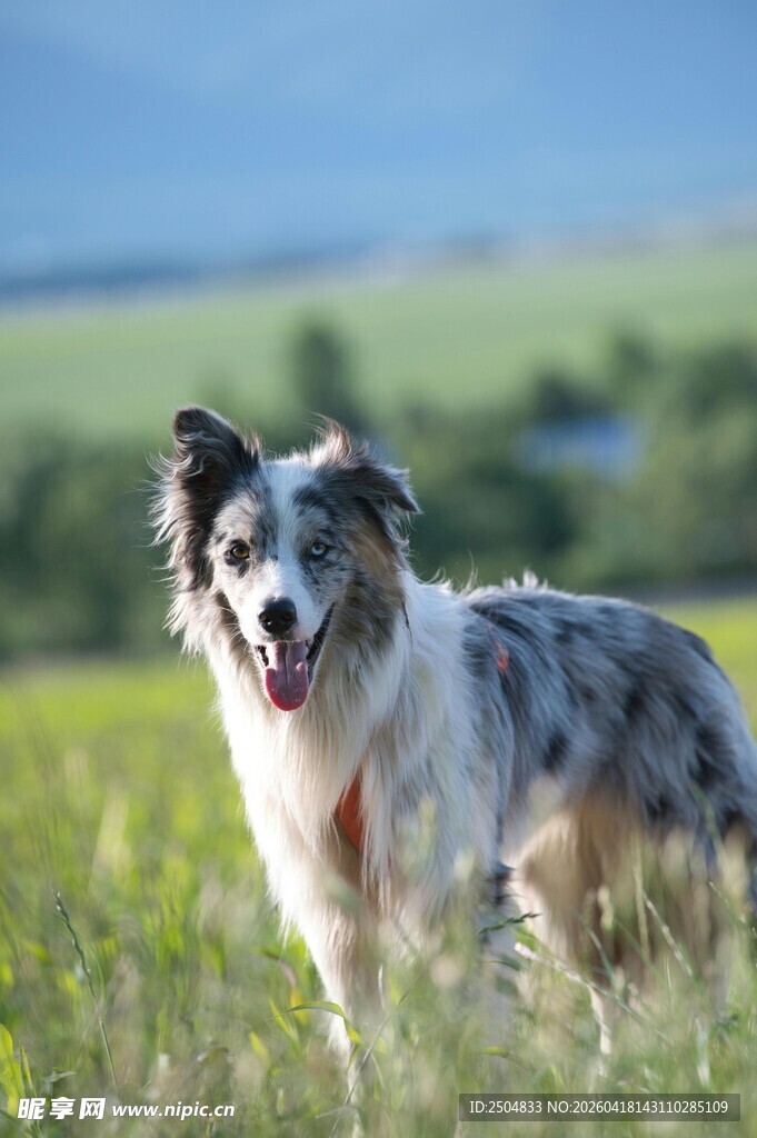 草地中的快乐边牧犬