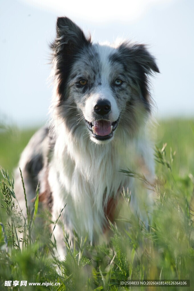 草地上的可爱边牧犬