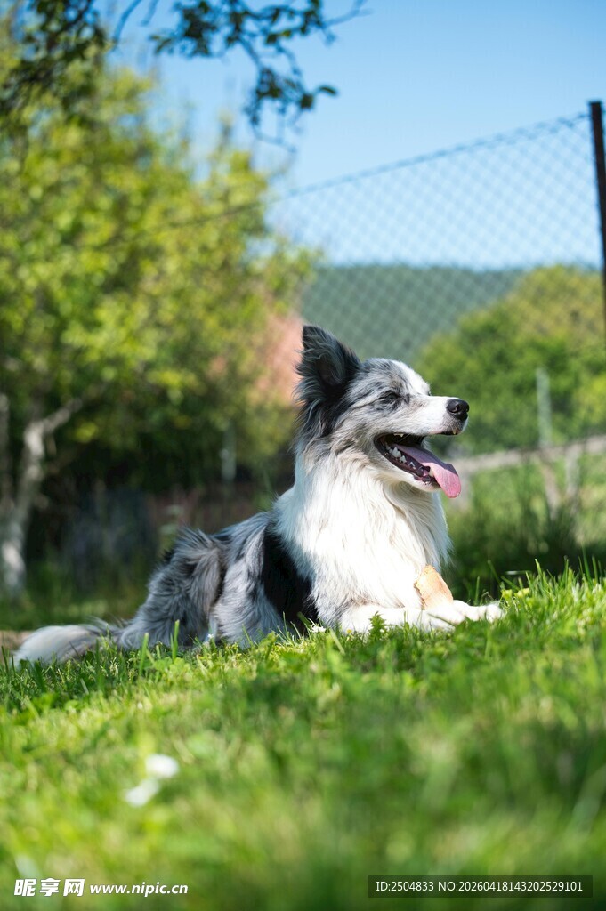 草地上惬意的边牧犬