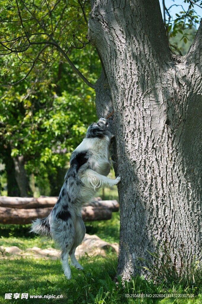 狗狗奋力扒树玩耍瞬间