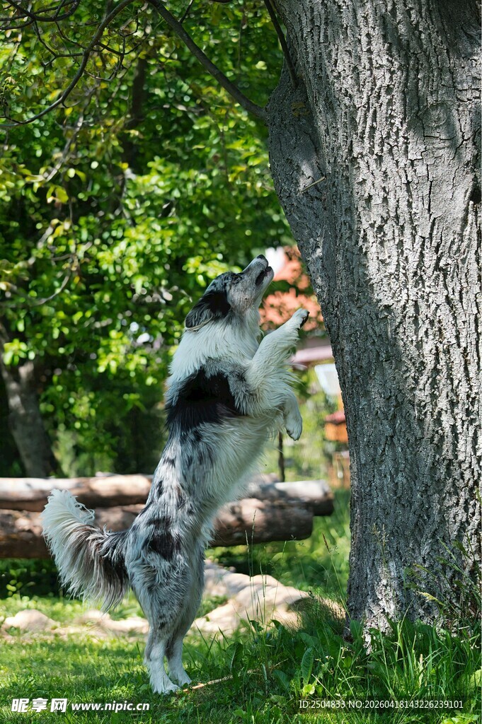 狗狗跃起抓咬树干玩具