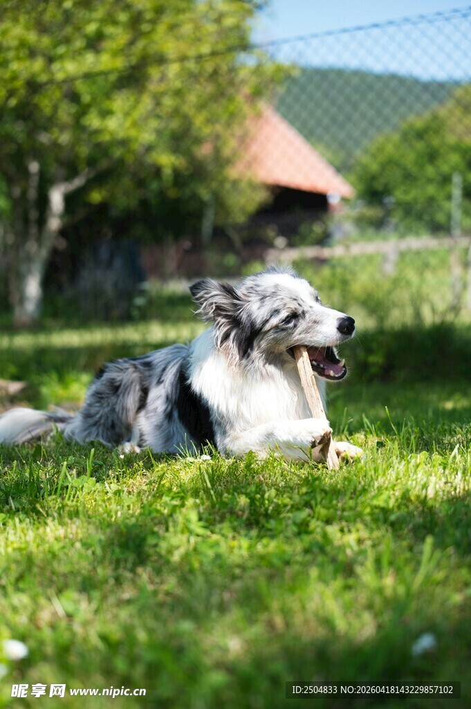 草地上欢乐的牧羊犬
