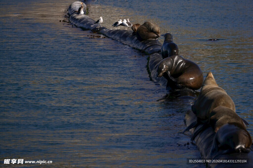 牛 渡河壮观景象