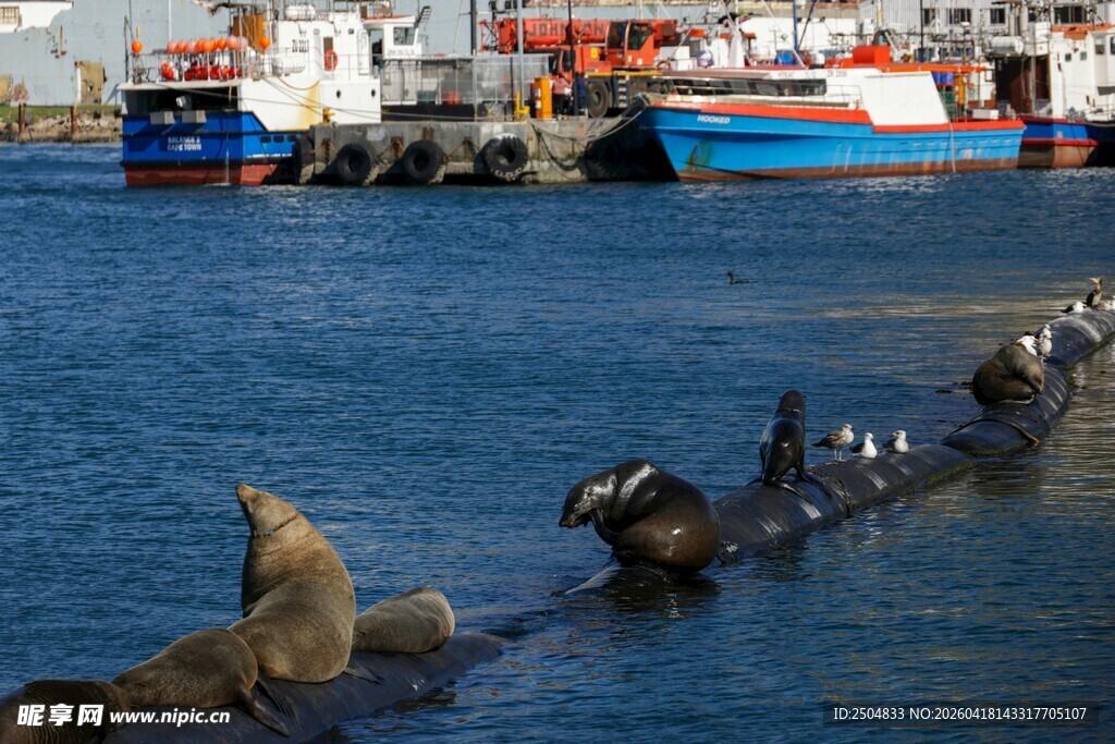海面上的海豹与船只景象