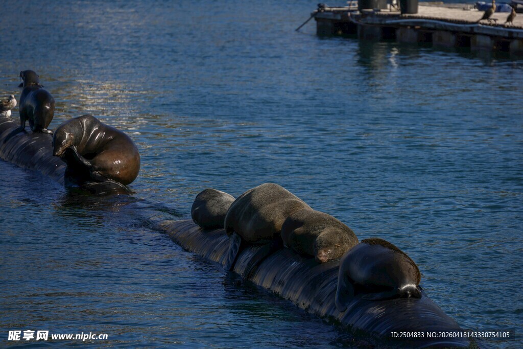海面上休憩的一群海狮