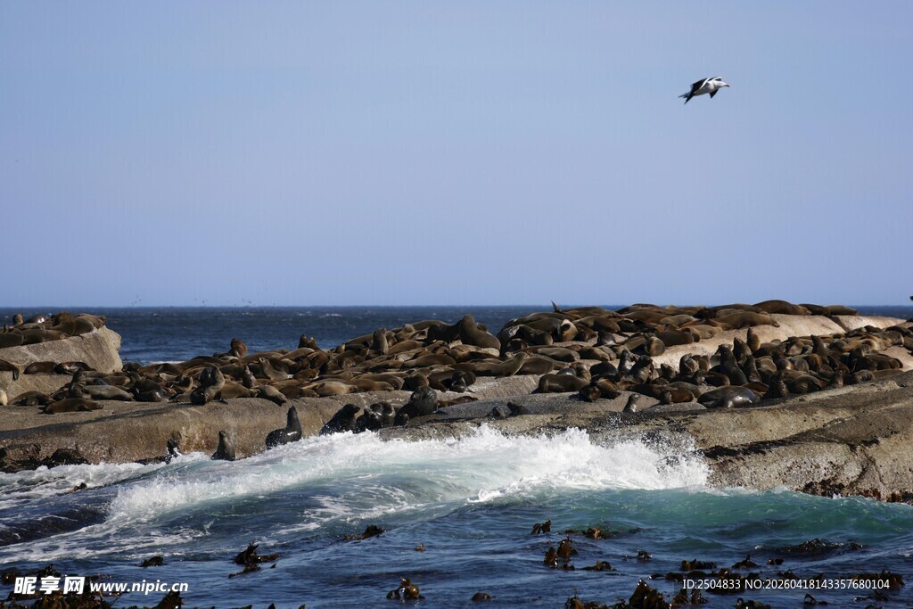 海岸边海鸟与海浪景观