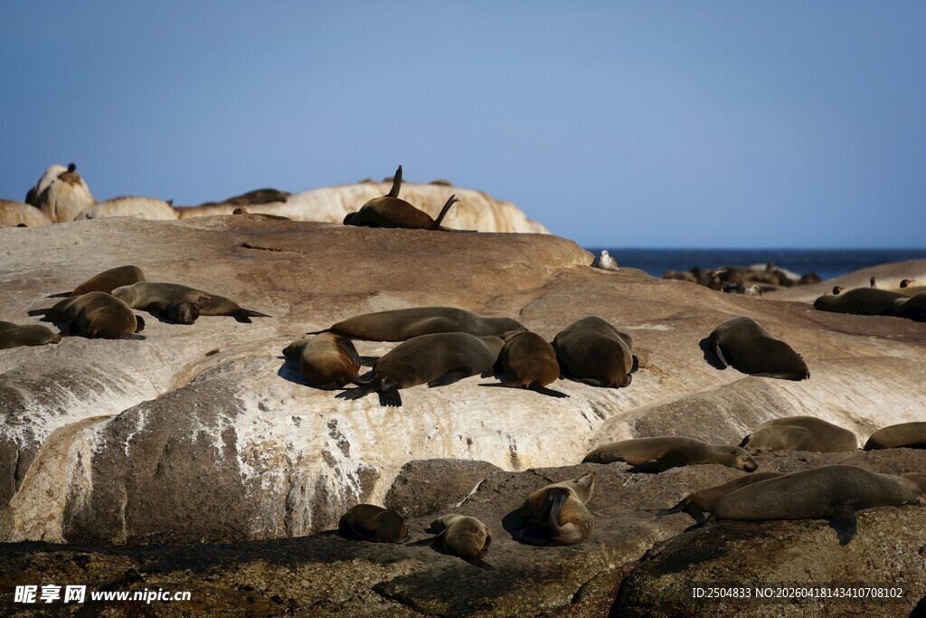 海岸边休憩的海豹群