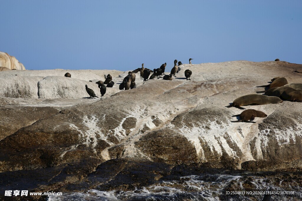 岩石上的海鸟群