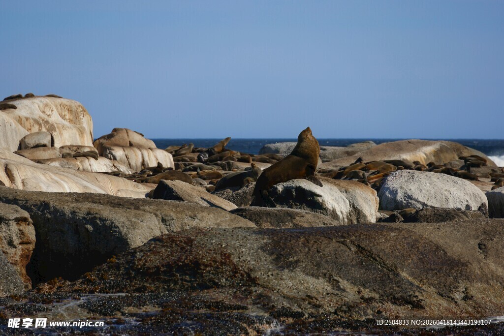 海边嶙峋礁石景象