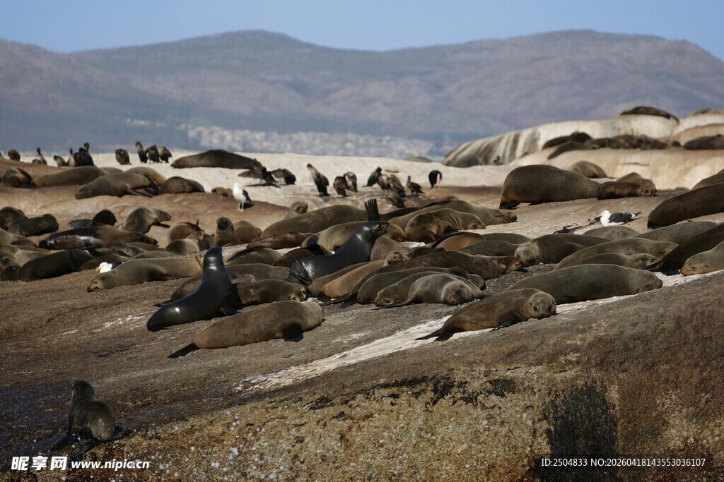 沙漠中聚集的大量海豹