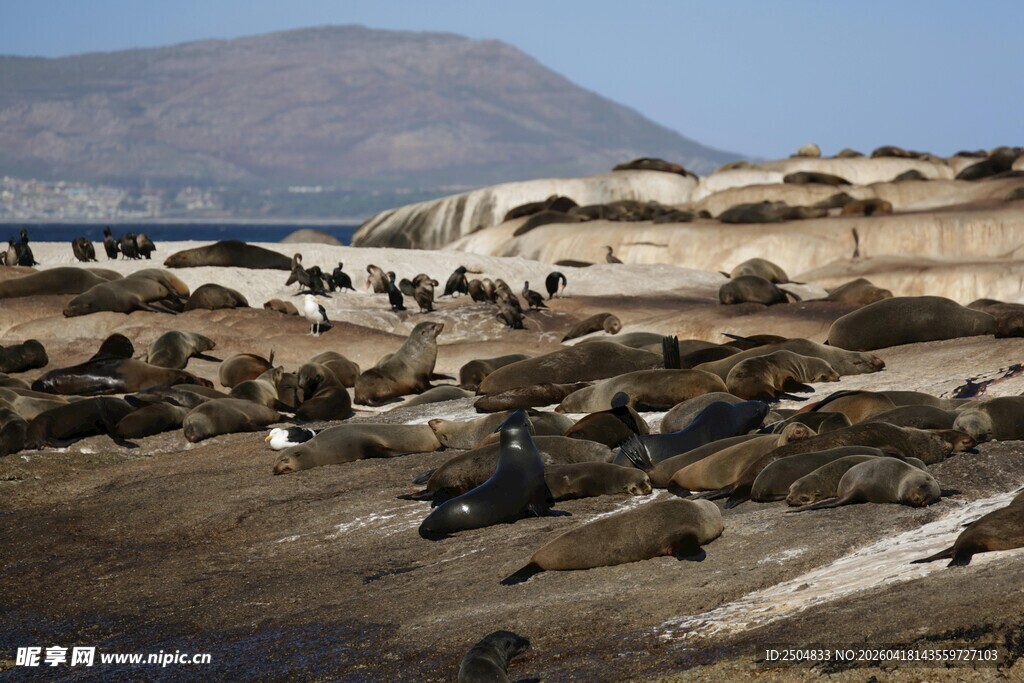 海滩上的众多海狮