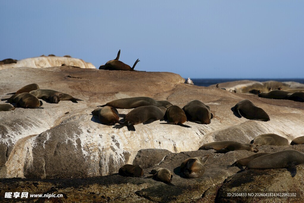岩石上休憩的海豹群