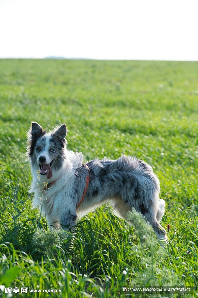 草地上的帅气边牧犬
