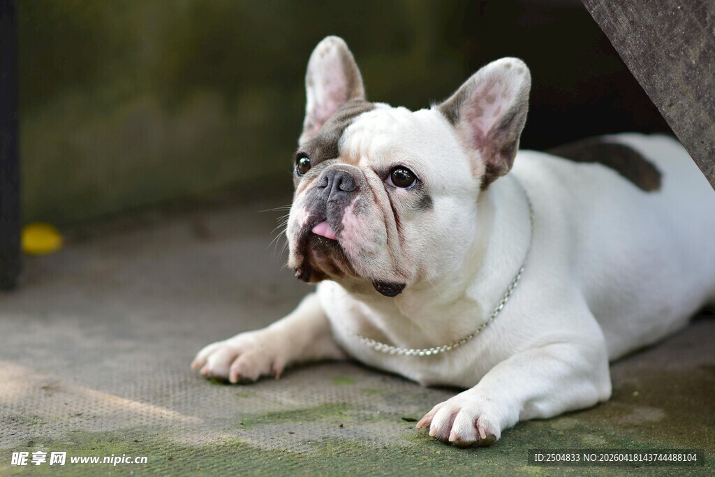 趴着的可爱法国斗牛犬