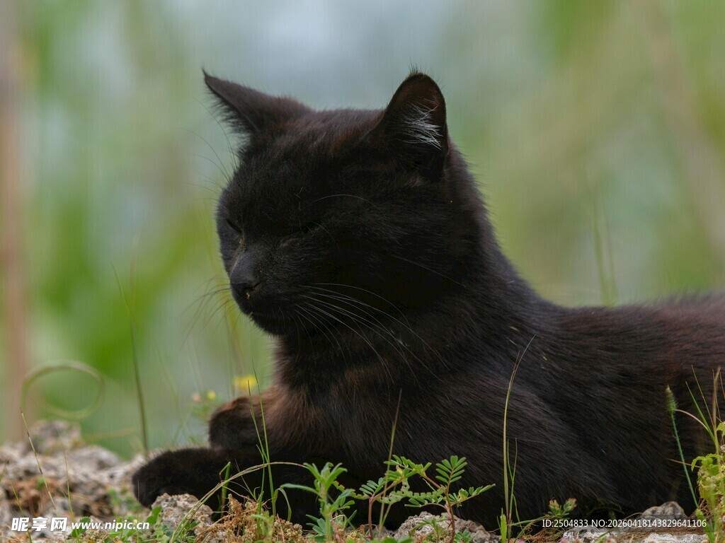 黑猫卧于草地间