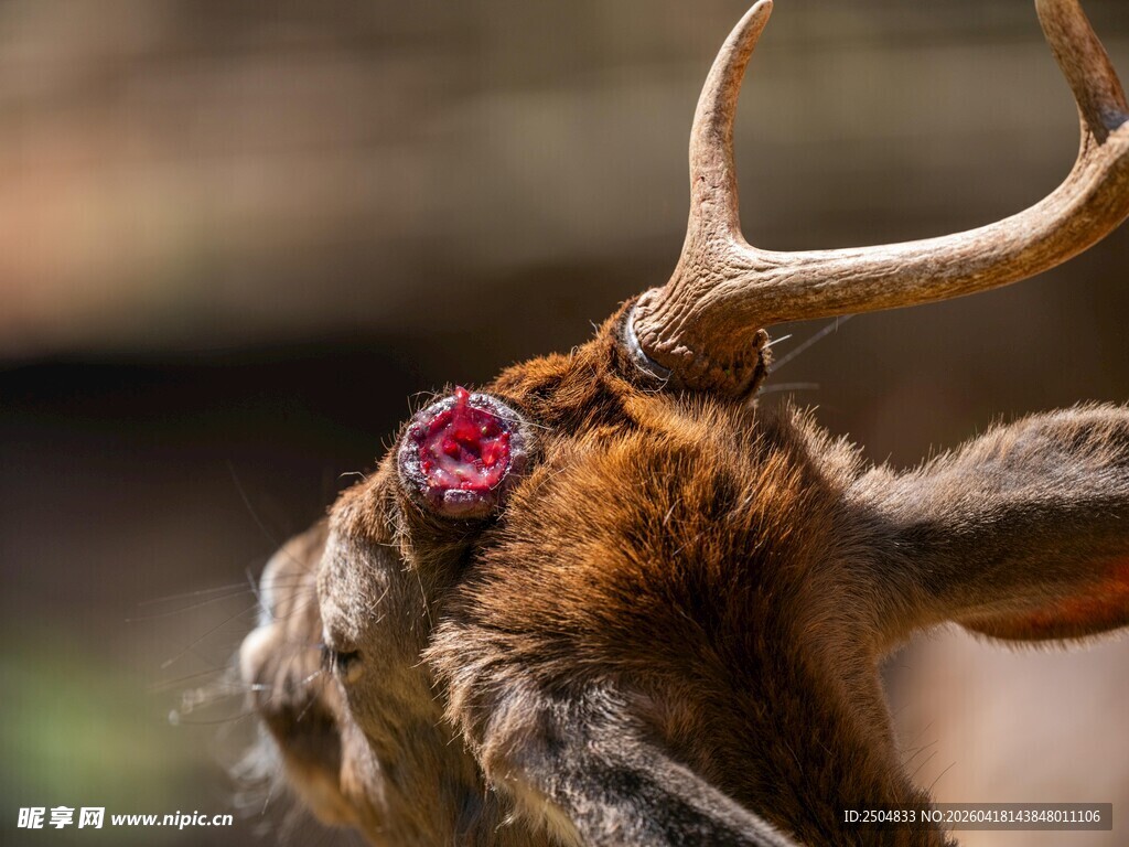受伤鹿的特写