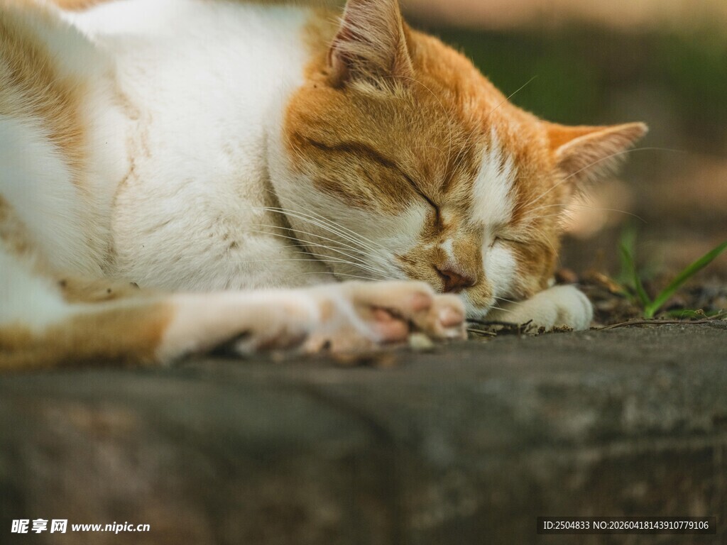 酣睡的橘白猫咪