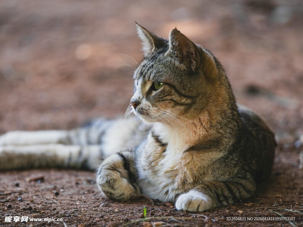 悠闲躺卧的狸花猫