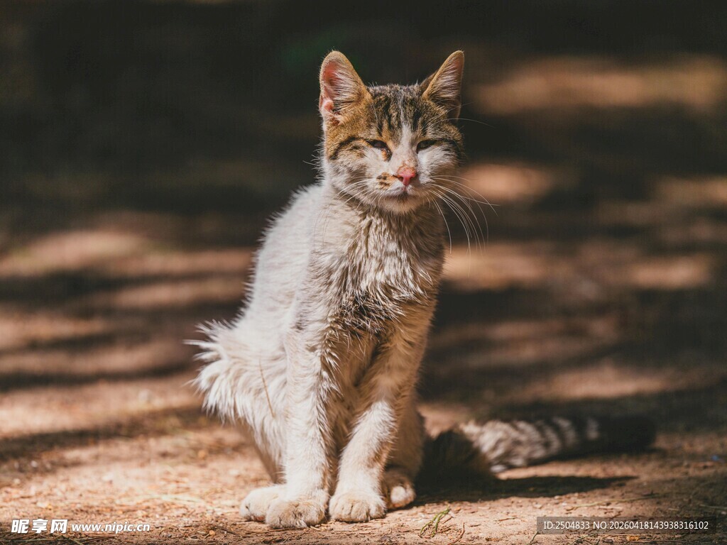 阳光下的可爱猫咪