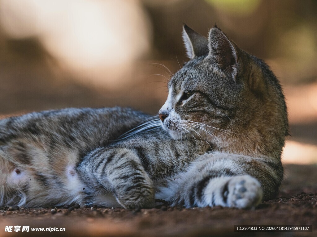 慵懒猫咪惬意趴卧