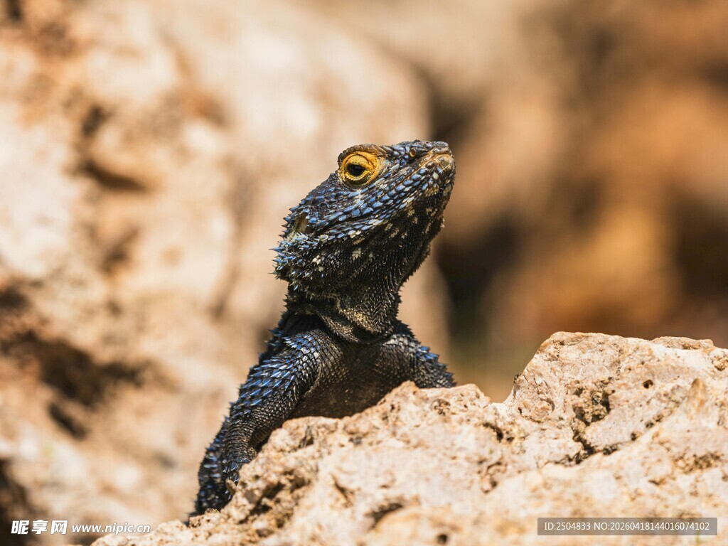 岩石上的黑蜥蜴