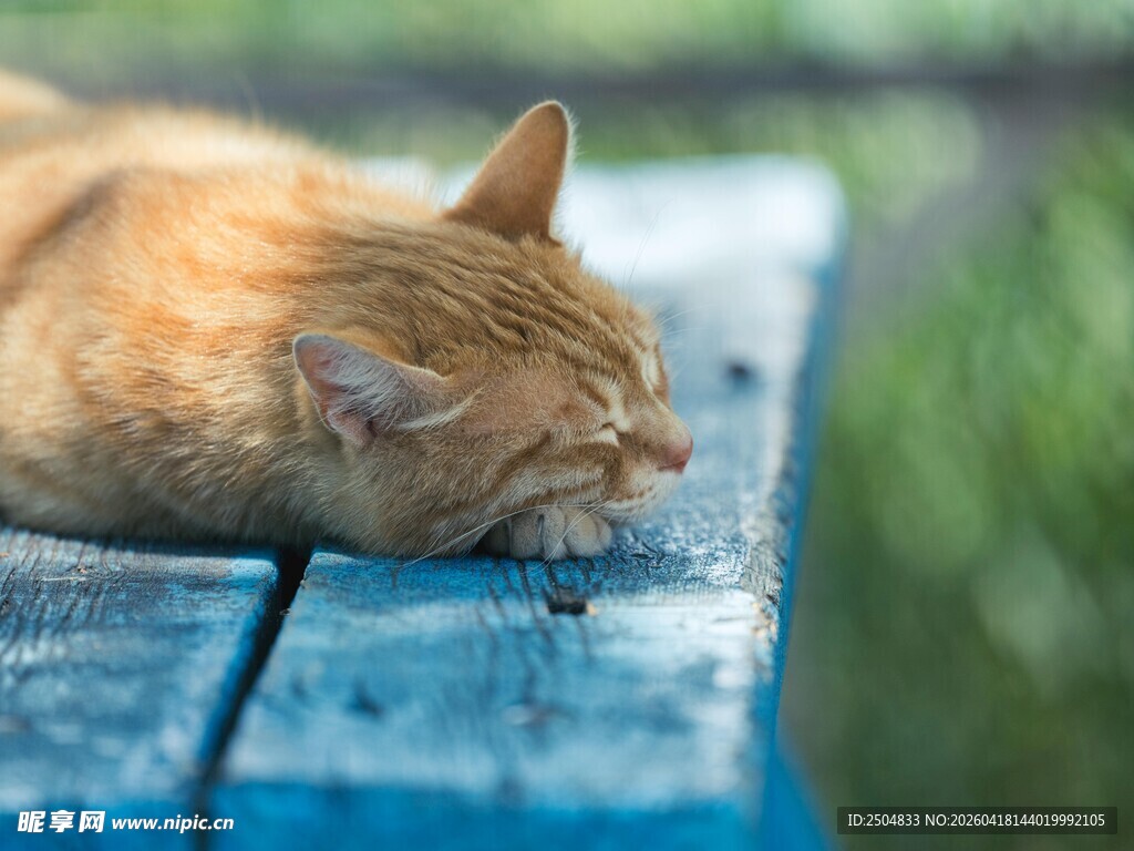 橘猫惬意躺卧蓝色木板