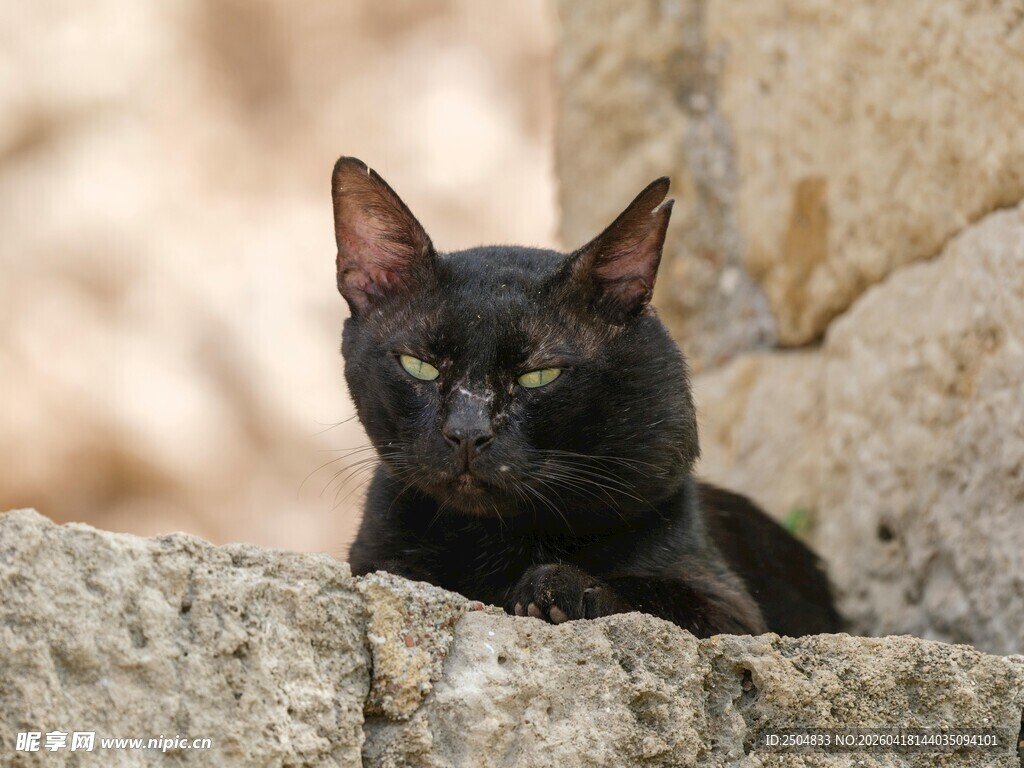 黑猫趴于石上