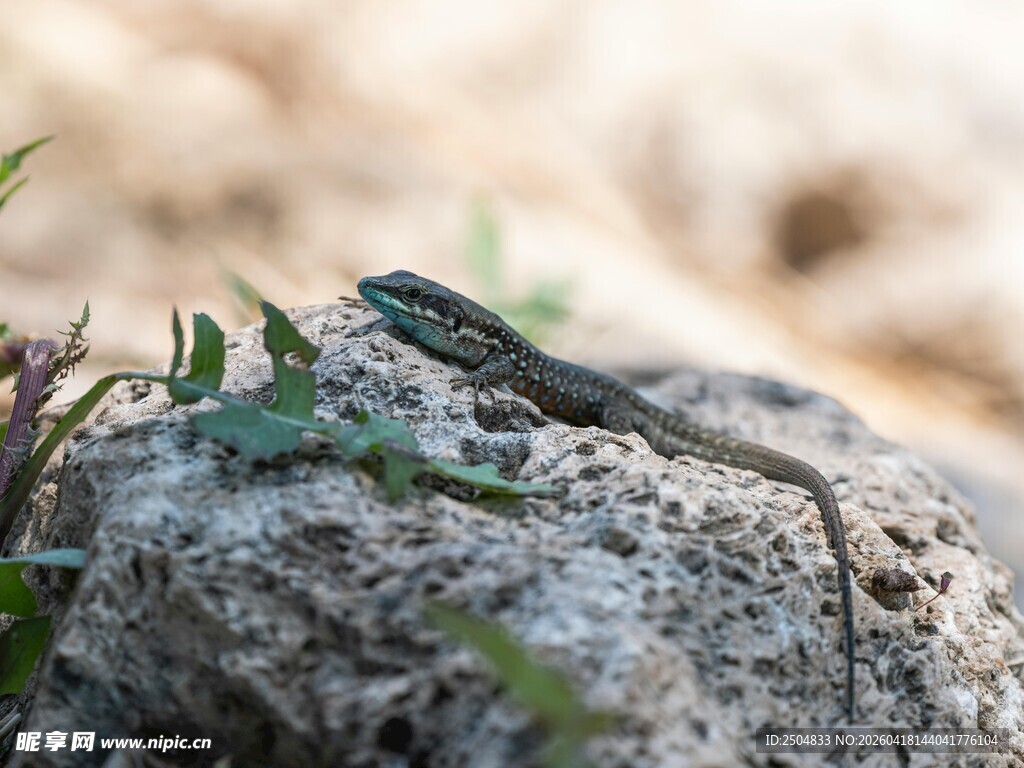 岩石上的蜥蜴