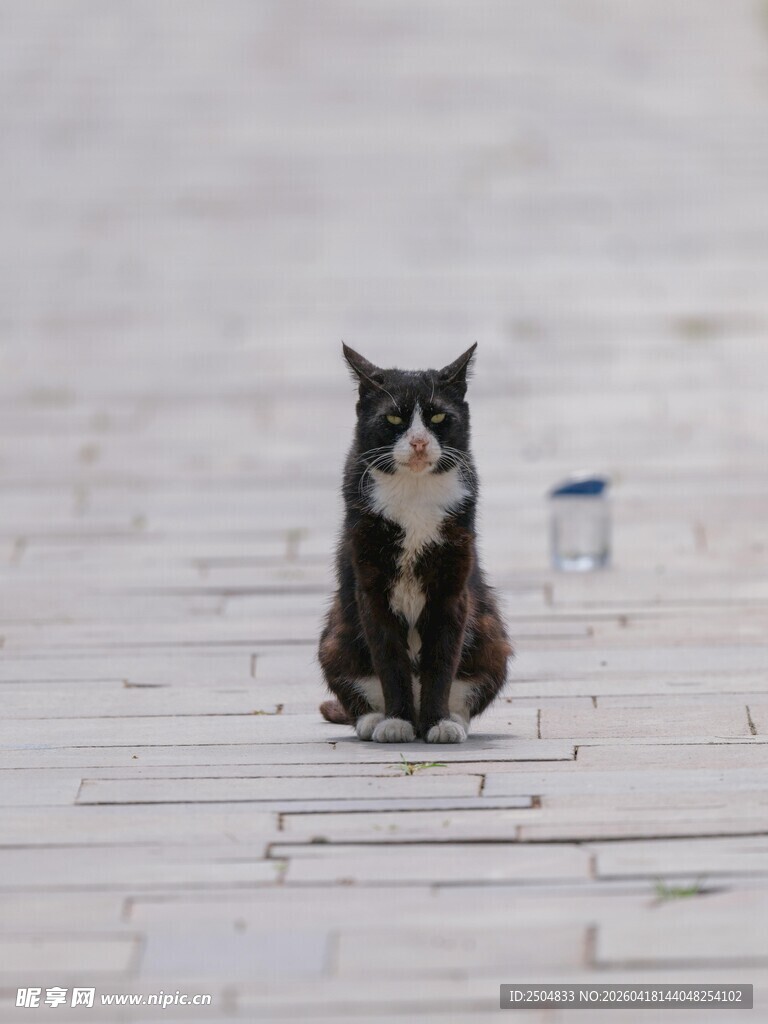 独行的黑白猫咪