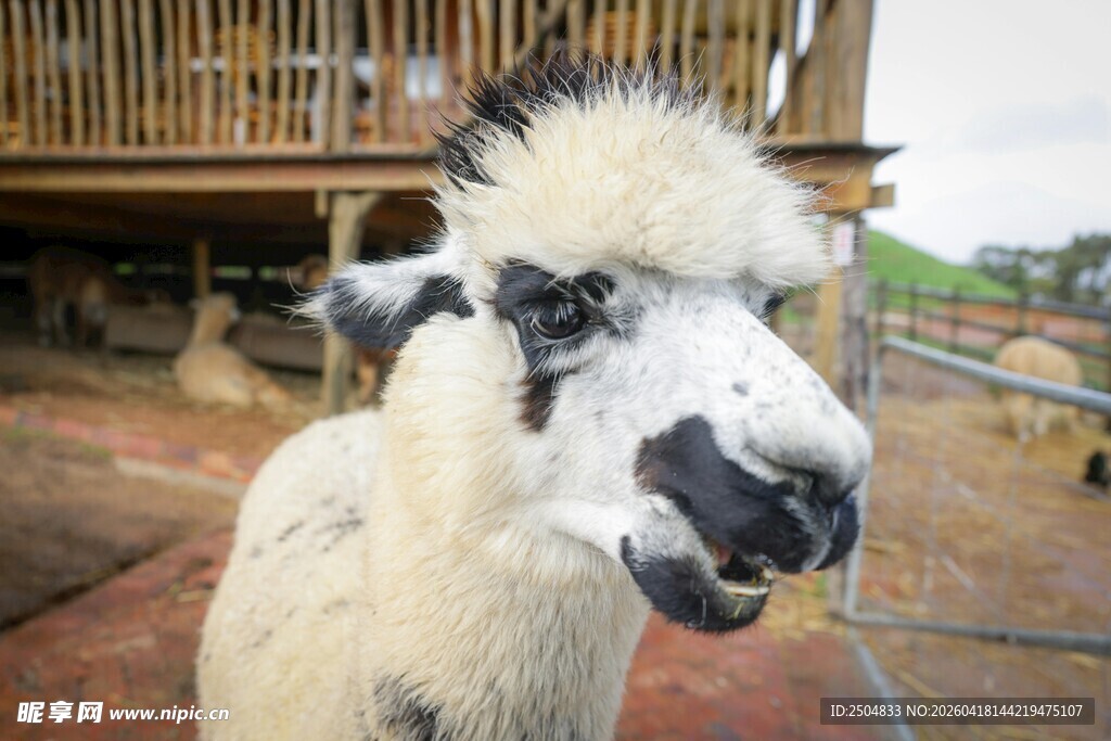 可爱羊驼特写