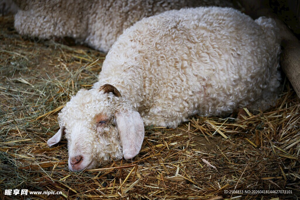 熟睡的小羊羔