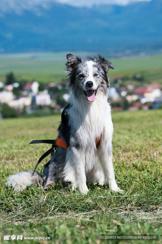 草地边的可爱边境牧羊犬