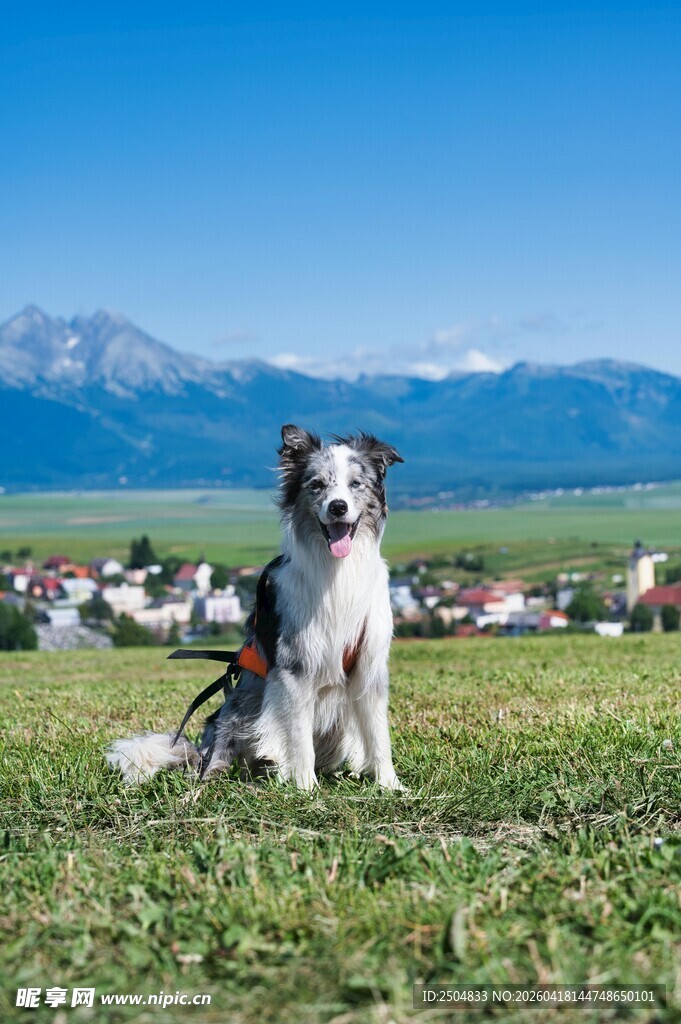 草原上的惬意牧羊犬