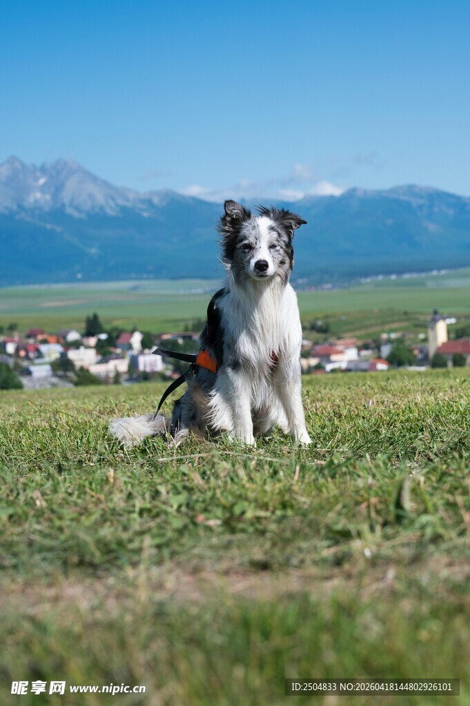 草原上的可爱边牧犬