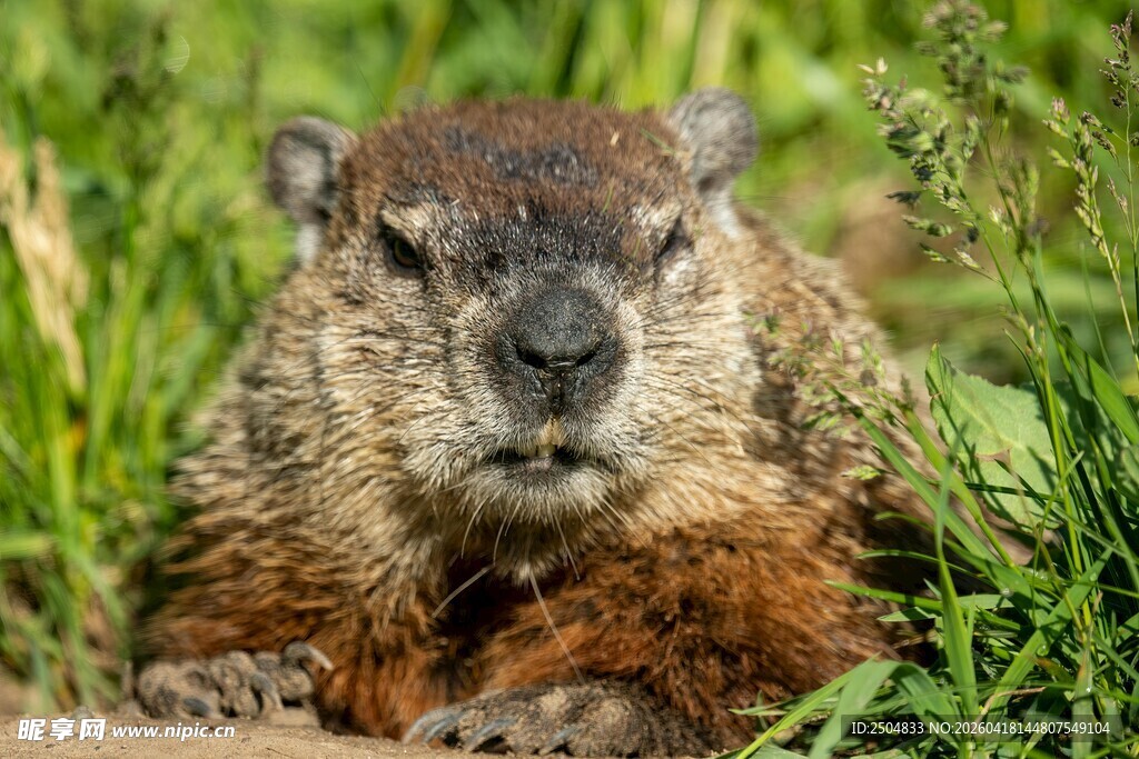 草丛中的土拨鼠